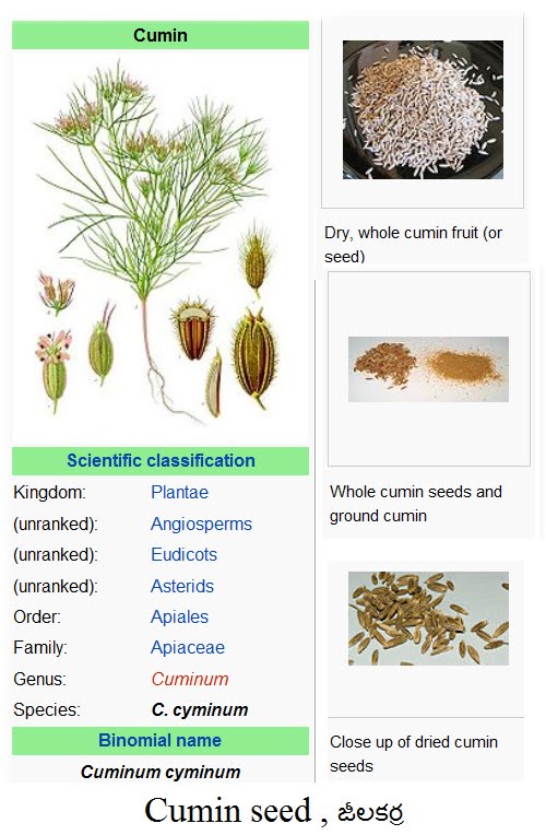 TELUGU WEB WORLD CUMIN SEED JEELA KARRA SCIENTIFIC CLASSIFICATION