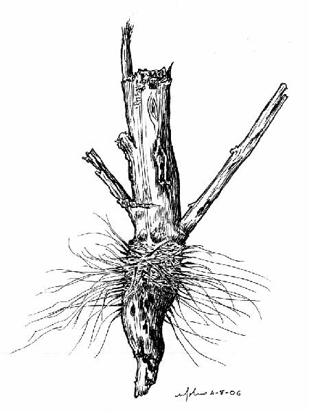 bearded-dragon-respiratory-infection.jpg bearded-dragon-respiratory-infection.jpg