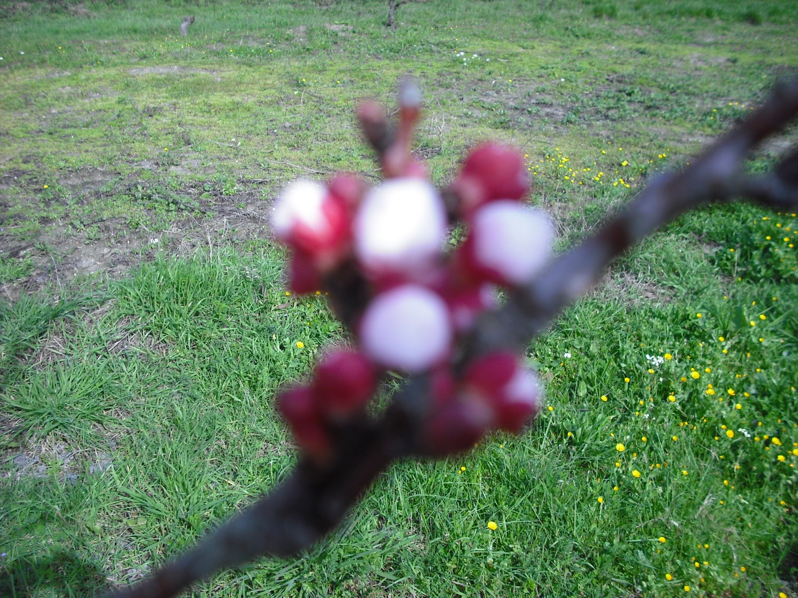 [DSCF0174.JPG]