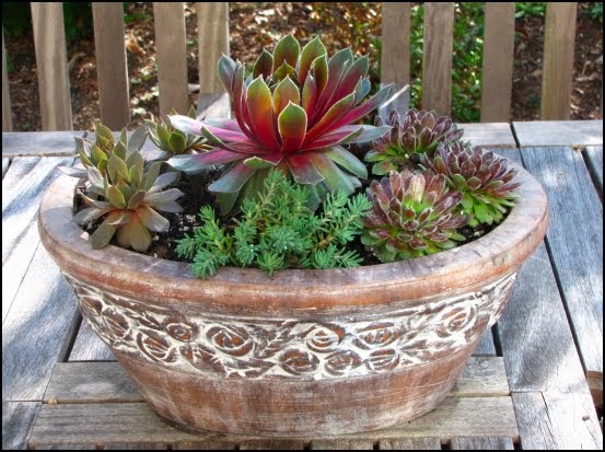 Defining Your Home, Garden and Travel: Succulent Container Garden Update