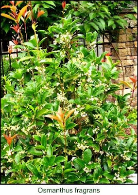 Garden View Tea Olive Shrub Osmanthus Fragrans