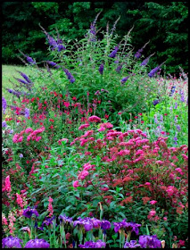 Gardener S Word Pruning Buddleia Davidii Empire Blue And Nanho