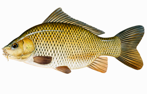 Organ Ikan