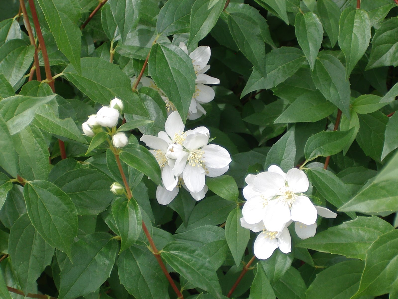 LIVING THE GARDENING LIFE In the Spotlight Mock Orange
