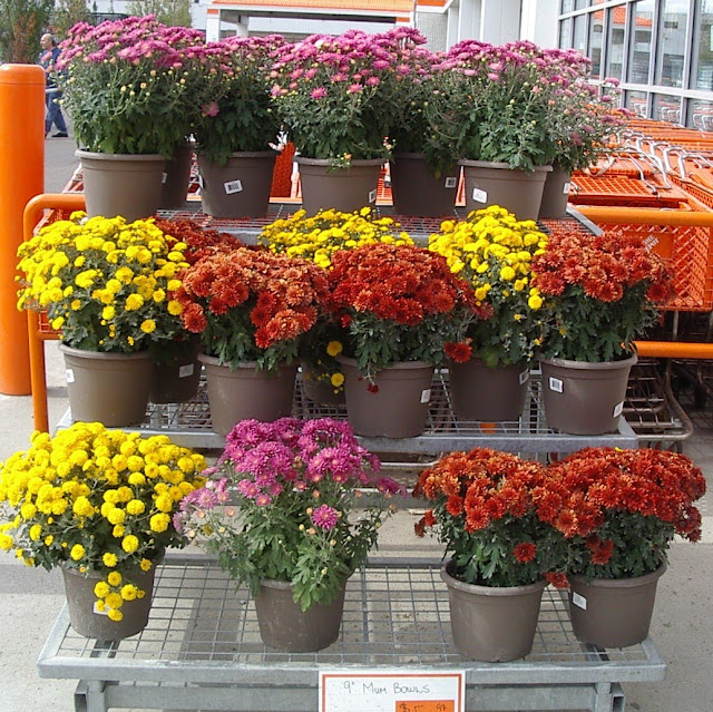 LIVING THE GARDENING LIFE Mum`s the Word