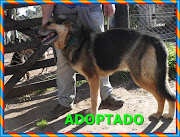 CHESTER ADOPTADO!!!