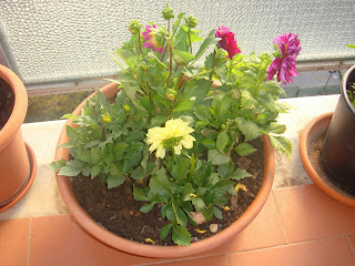 Resize+of+DSC02457.JPG