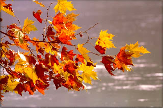 Risultati immagini per autunno in inglese