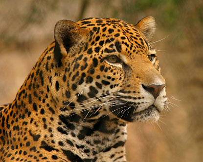 Amazon Jaguar