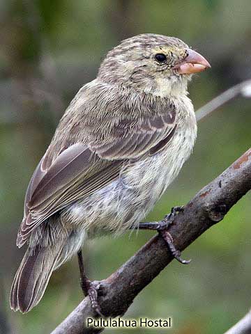 Small Tree Finch