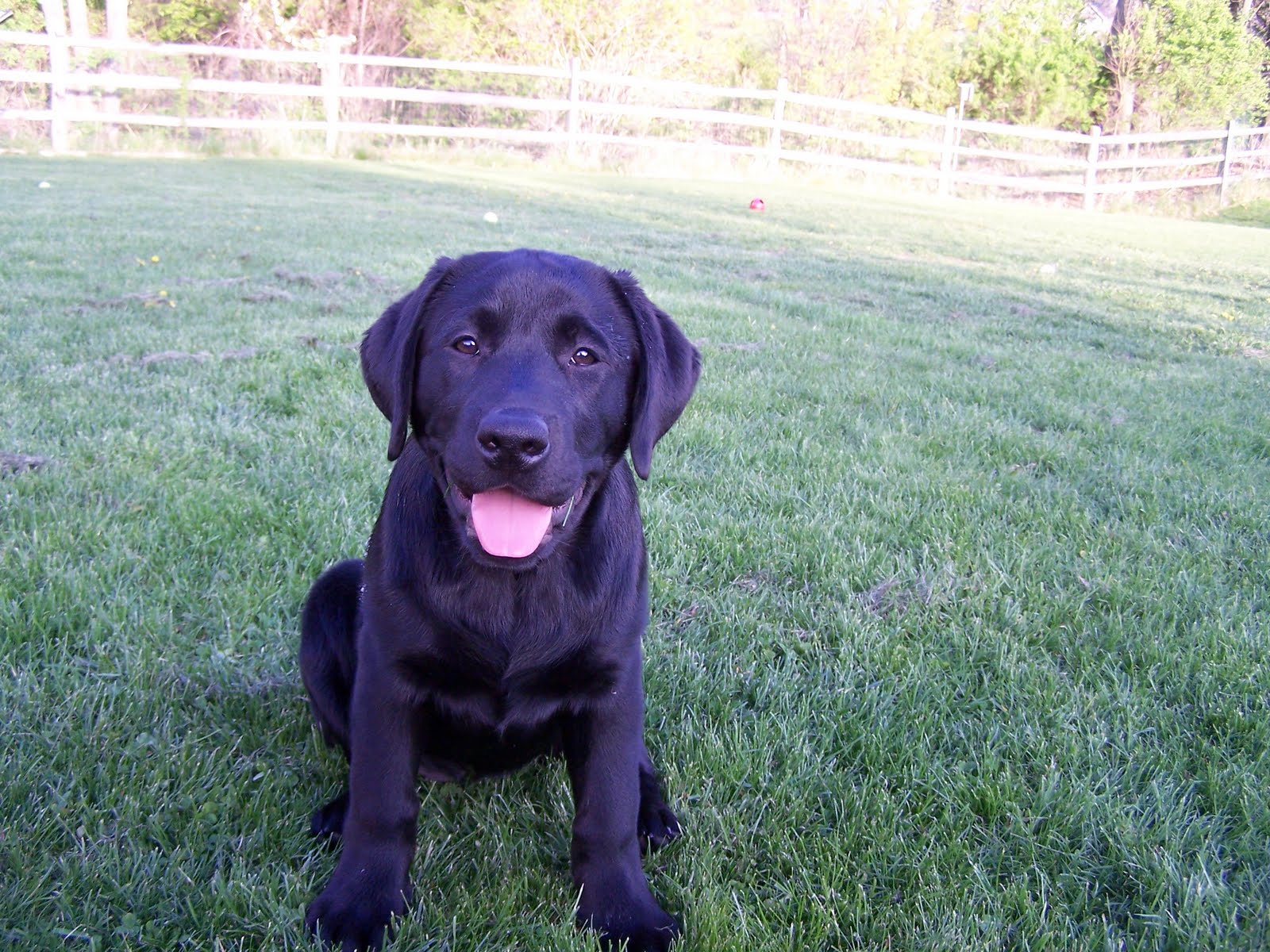 K9 Home Schooling Teach Your Dog To Speak English