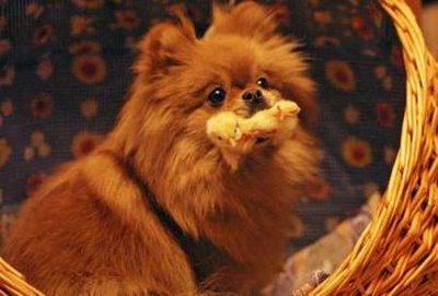 [dog_with_chicken.jpeg]