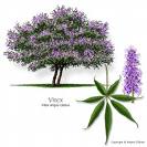 [vitex+1.jpg]