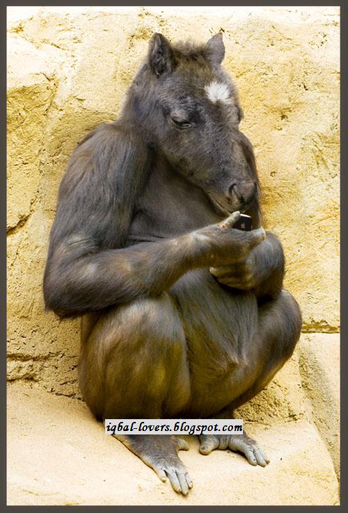 Gambar Arti Mimpi Togel Tentang Kuda Bandartogel Bid Wwwgambar Kawin di