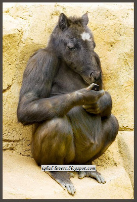 ORANG UTAN BERKEPALA KUDA