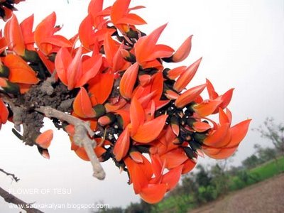 SABKAKALYAN: palash