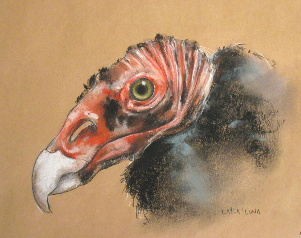 Project IV Day 3 Turkey Vulture