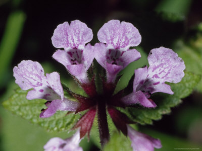 [jason-edwards-purple-flower-in-the-montane-forest-belt-hagenia-hypericum-zone.jpg]