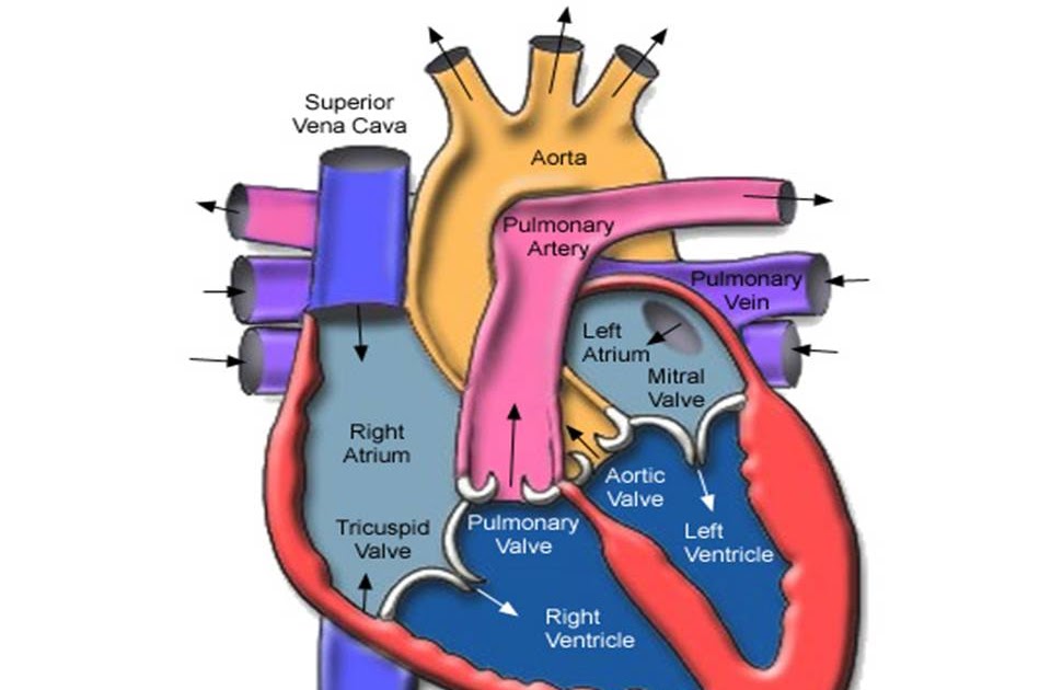 Science: Cardiovascular System