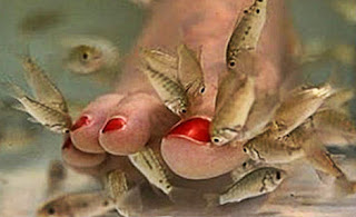 Bahaya ! SPA Ikan