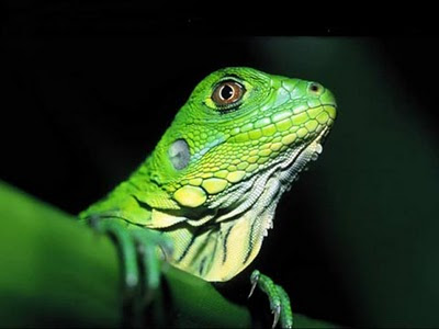 Iguanas Igu_04