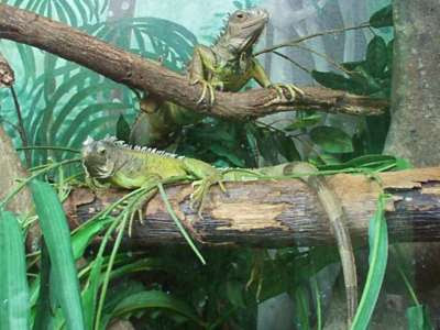 Iguanas Igu_02