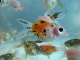 Acuario de Agua Fría Eac_04
