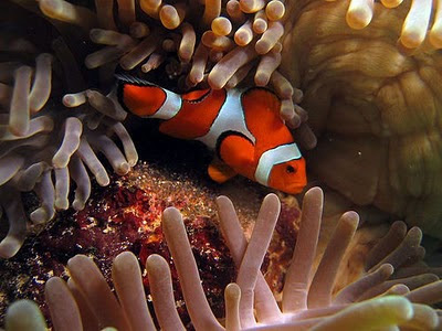 Acuario de agua salada Sac_00