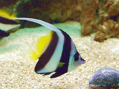 Acuario de agua salada Sac_03