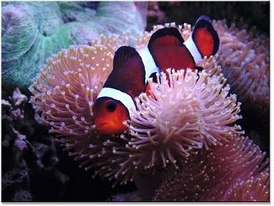 Acuario de agua salada Sac_05
