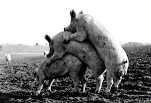 La gripe porcina se pone cada ves mas heavy !