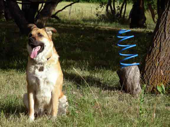 Rio in the Orchard