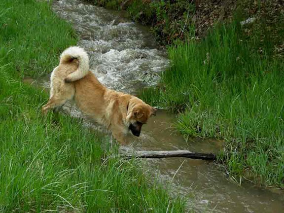 Rio in the creek