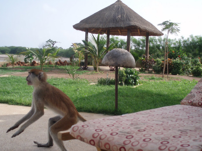 visite des singes a la maison