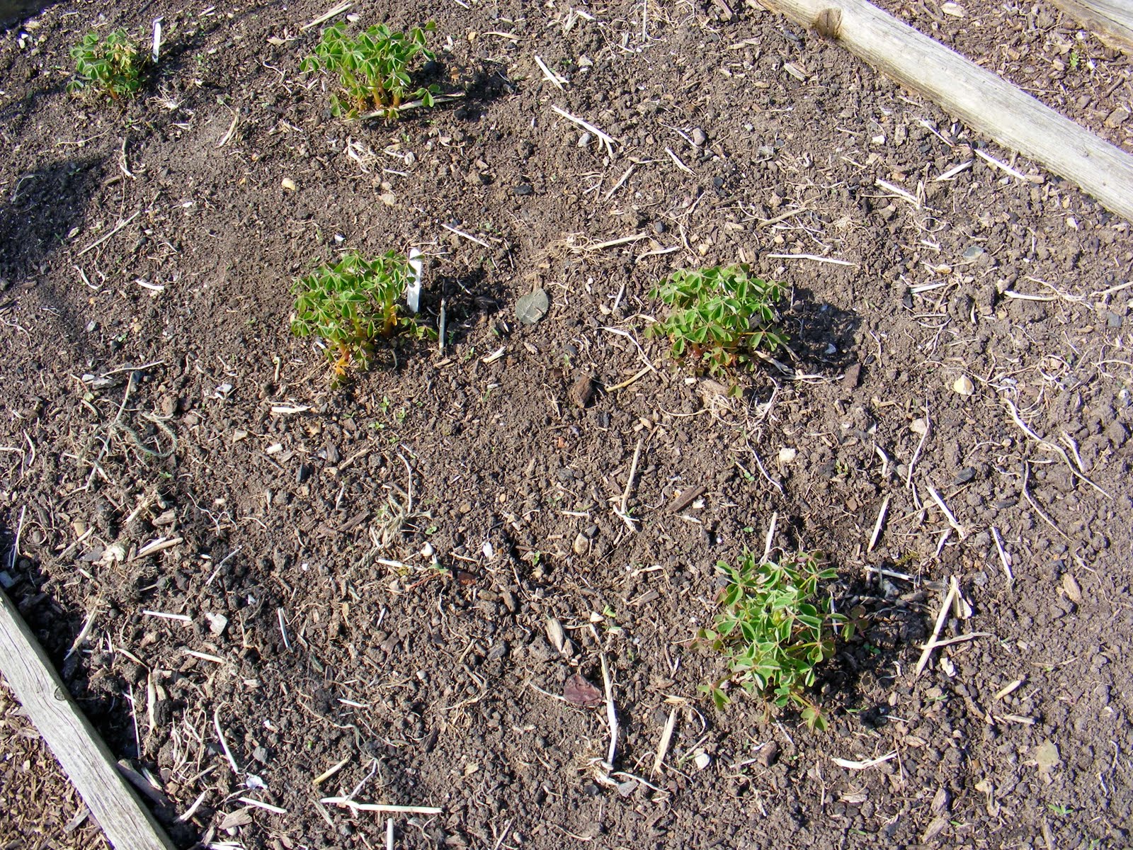 Growing Oca June 2010