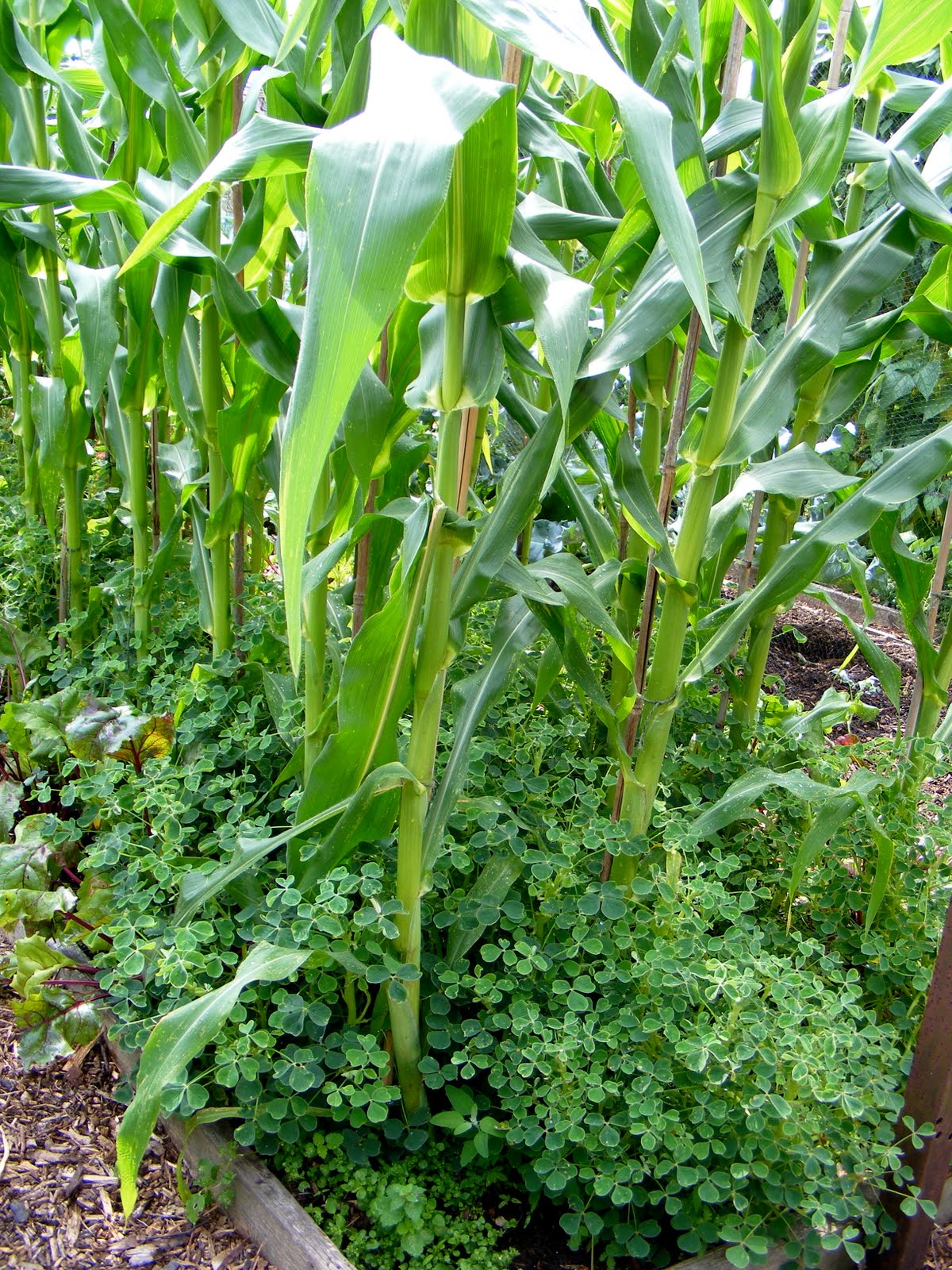 corn weed