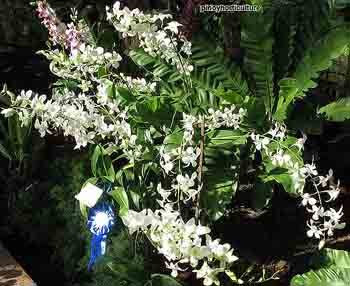 Dendrobium KB White x Jac Hawaii