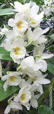 Dendrobium Ise 'Yayo' x Ise 'Pearl'