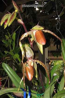 Paphiopedilum Prince Edward of York x Hsinying Queen