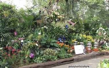 Exhibit Booth of Purificacion Orchids