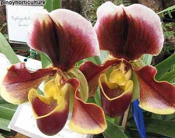  (Grower: Purificacion Orchids)