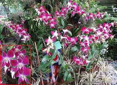 Dendrobium Sonia Earsakal 'Boom'