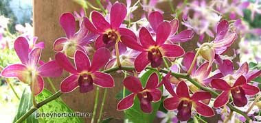 Best Pink/Lavander/Purple Dendrobium