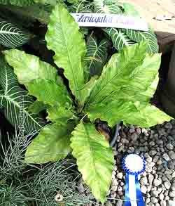 Anthurium variegata