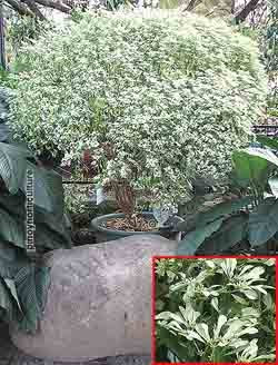 Euphorbia leucocephala