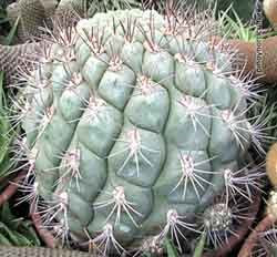 Mammillaria sp.