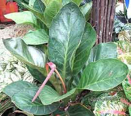 Aglaonema Boxing