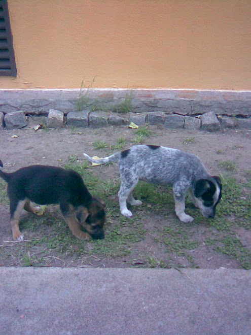 cachorritos adoptados