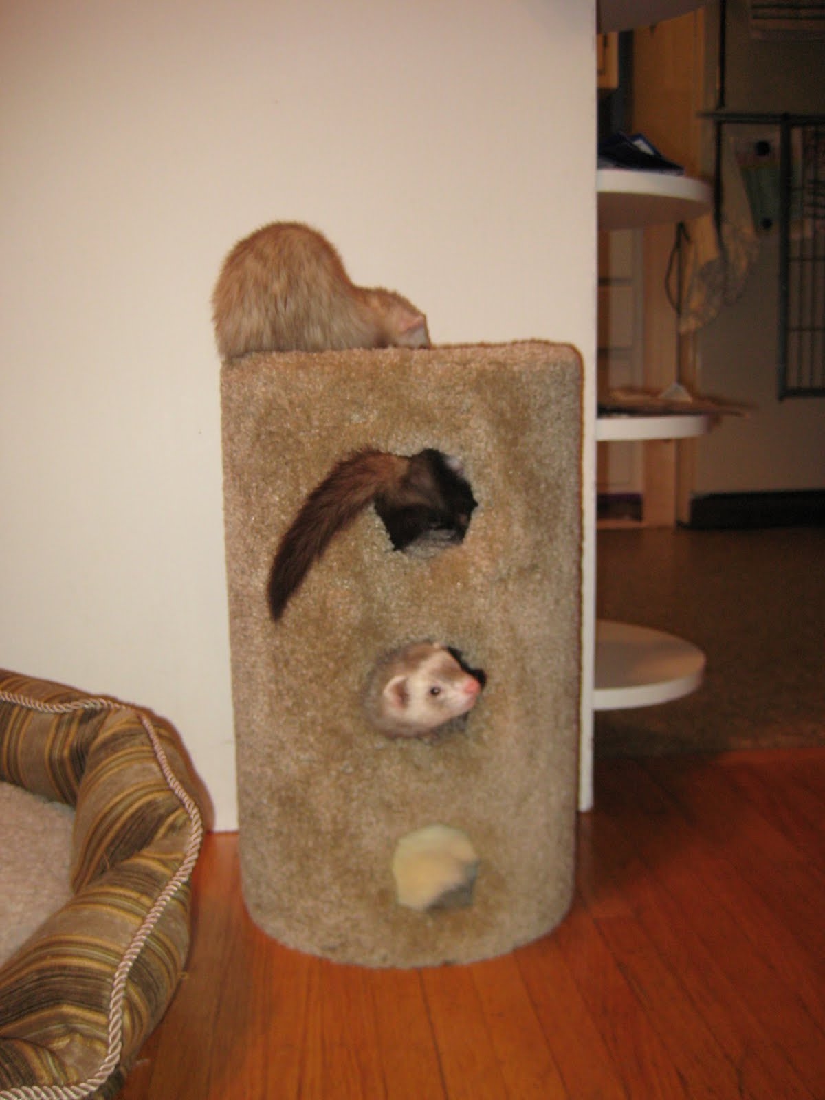ferret furniture
