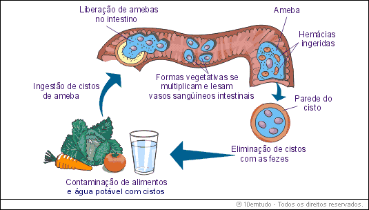 http://3.bp.blogspot.com/_7mkGmo_XHFQ/TLz_TXd7qLI/AAAAAAAAAxE/R4A9c2bSLC4/s1600/ciclo+da+amebiase.gif